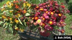 Huge bouquets of flowers await transport to local farmers' markets from the Hmong collective farm just outside St. Paul, Minnesota.