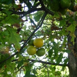 Mark Hoffman's tomato plants growing up into the leaves of an oak tree