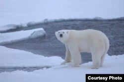 A young polar bear on pack ice over deep waters of the Arctic Ocean. (Credit: Shawn Harper)