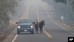 在加州纳帕，皮彼·塔玛亚带着他的两匹马萨米和罗丽逃离凶猛的野火。（2017年10月10日）