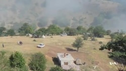 جنگل ابر زنده می ماند