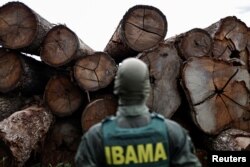 An agent of the Brazilian Institute for the Environment and Renewable Natural Resources (IBAMA) inspects a tree extracted from the Amazon rainforest, in a sawmill during an operation to combat deforestation, in Placas, Para State, Brazil January 20, 2023. (REUTERS/Ueslei Marcelino)