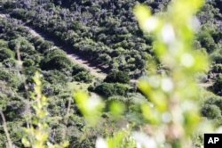 Leopards live and hide in the thick valley bush typically found in the Eastern Cape region of South Africa