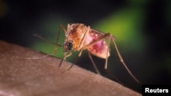 Nyamuk Culex quinquefasciatus yang membawa virus West Nile.