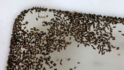 Dhukkubi Zikaa Maalii?