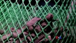 မျိုးတုန်းတော့မယ့် ဖိလစ်ပိုင်လိပ်များ