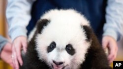 In this photo taken Dec. 14, 2015, Bei Bei, the National Zoo's newest panda and offspring of Mei Xiang and Tian Tian, is presented for members of the media at the National Zoo in Washington.