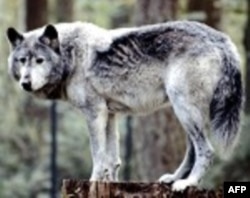 Yeni Hollivud Filmləri: “The Grey” (video)