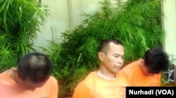 Tiga tersangka dalam kasus 1083 pohon ganja ditahan kepolisian Yogyakarta. (Foto:VOA/Nurhadi)