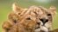 'The Last Lions' Documentary Traces Botswana Lioness, Her Cubs