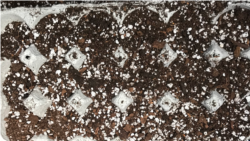 Quiz - Ways to Grow a Child's Love of Gardening