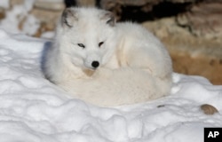 Arctic fox