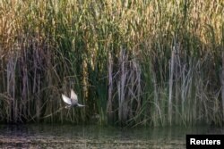A whiskered tern (Chlidonias hybrida) flies off after catching a frog on one of the lakes inside Vacaresti wetlands, in Bucharest, Romania, July 23, 2016.