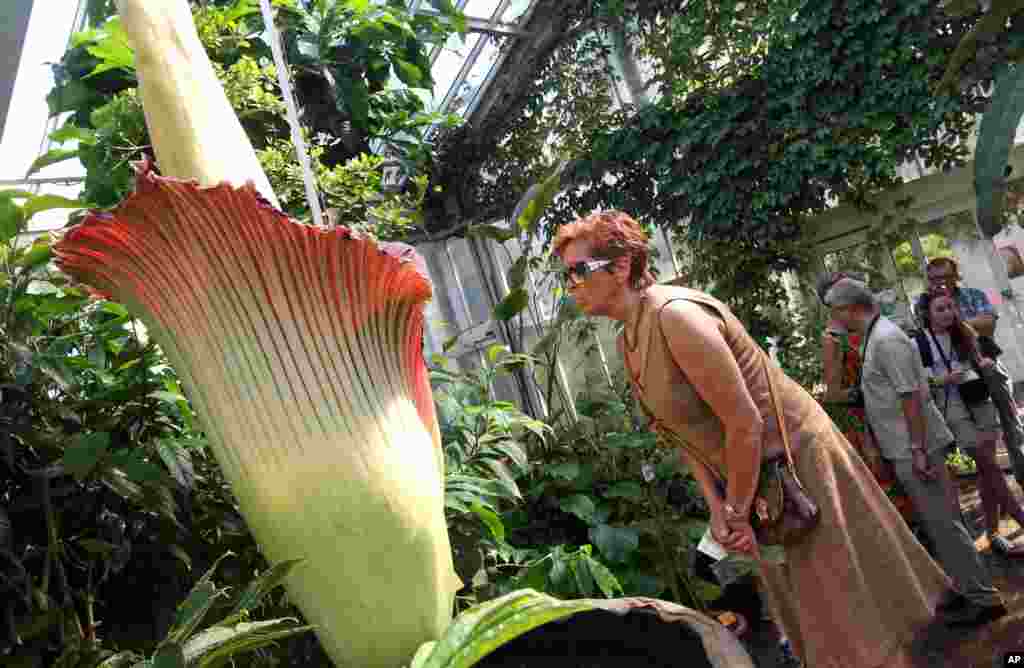 Seorang perempuan mengamati bunga Titanum Amorphophallus, juga dikenal sebagai Titan Arum atau Bunga bangkai, salah satu bunga terbesar di dunia, di Taman Botani Nasional di Meise dekat Brussels, Belgia. 