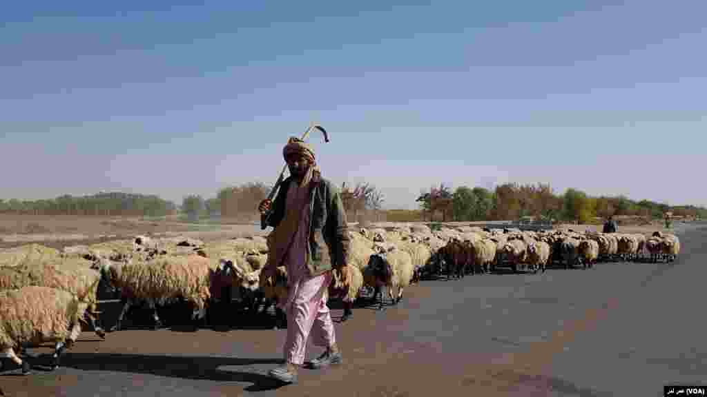 رمۀ گوسفند در یکی از سرک&zwnj;های دشت هلمند