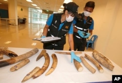 FILE - Forensic officers inspect ivory seized at the customs department in the Suvarnabhumi International Airport in Bangkok, Thailand, Sept. 22, 2017.