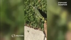 Rekordna hladnoća u SAD, iguane padaju sa drveća