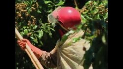 泰国农产品安全令人担忧