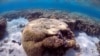 Assisted Breeding Program Helps Australia's Ailing Great Barrier Reef