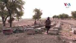 خیبر پختونخوا کا شہد بیرونِ ملک بھی مقبول