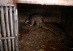 Seekor trenggiling di pusat penyelamatan hewan liar di Hanoi, Vietnam, 9 September 2016. (Foto: dok).