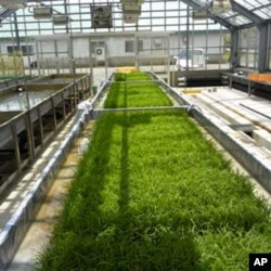 New salt-tolerant rice varieties are doing well in greenhouse experiments.