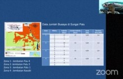 Data Jumlah Buaya di Sungai Palu, yang disampaikan oleh DR. Ir. Fadly Y. Tantu, akademisi dari Universitas Tadulako. Rabu (23/11/2020), dalam tangkapan layar.