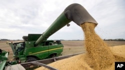 Sebagian besar produksi kedelai di AS masih menggunakan benih kedelai GMO (foto: ilustrasi).