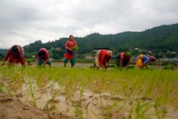 Nepalese farmers plant rice saplings in a paddy field during Asar Pandra, or paddy planting day in Lele, Lalitpur, Nepal, Friday, June 29, 2018. (AP Photo/Niranjan Shrestha)