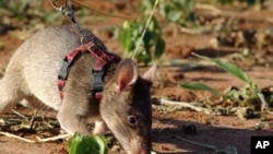 Beraye ne ke kawo cutar zazzabin lassa