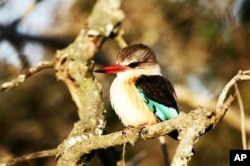 The kingfisher, found near water in South Africa’s Eastern Cape province