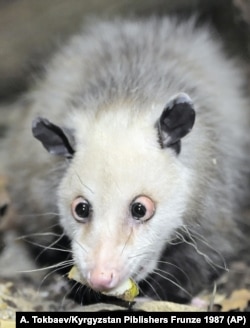 In Germany, there are cross-eyed opossums.