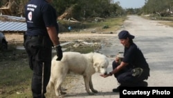 In times of disaster, pets are often left behind. (American Humane Association)