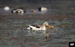 Ducks swim on the waters of Wular Lake, northeast of Srinagar, Indian-controlled Kashmir, Oct. 29, 2016. India has realized a vast, alpine lake in Kashmir would be worth more pristine than exploited for resources.