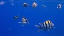 In this Sunday, June 28, 2015 file photo, sergeant major fish, a type of damselfish, swim near the surface of the Red Sea in the resort town of Sharm el-Sheikh, south Sinai, Egypt. (AP Photo/Hassan Ammar)