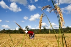 រូបឯកសារ៖ កសិករ​ម្នាក់​កំពុង​ច្រូត​ស្រូវ​ នៅ​ក្នុង​ភូមិ​តាណង​ ស្រុក​អណ្តូង​មាស​ ​ខេត្ត​រតនគិរី​ ថ្ងៃ​ទី​១ ខែ​ធ្នូ​ ឆ្នាំ​២០១៥។
