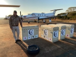 Cinco aviões transportaram os animais até Marromeu