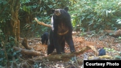 រួបឯកសារ៖ សត្វខ្លា​ឃ្មុំ​ខ្មៅ និង​កូន​ នៅ​តំបន់​អភិរក្ស​ក្នុង​រដ្ឋ Karen ប្រទេស​មីយ៉ាន់ម៉ា។