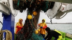 FILE - French fishermen gather in a net on their vessel near the port of Saint Helier off the British island of Jersey, May 6, 2021.