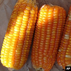 经济学家黑贝布兰德说，玉米成为美国最流行农作物