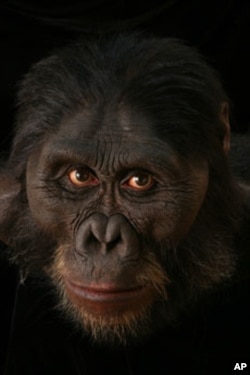 Starting with a cast skull, artist John Gurche builds layers of muscle, fat, and skin to create hyper-realistic busts of human ancestors.