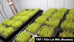 Pots of microgreens at the Polar Permaculture.