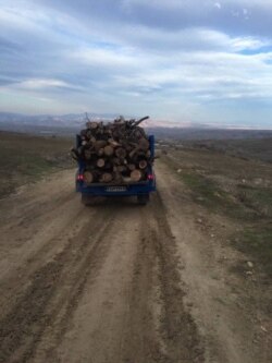 İran Azərbaycanında meşə ağacı qaçaqçılığı artıb