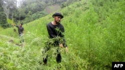 Ganja akan dilegalkan di Thailand untuk keperluan medis.