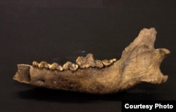 This is bone from an ancient Taimyr wolf, which lived approximately 27,000 to 40,000 years ago, according to DNA and carbon dating analysis. (Credit: Love Dalén)