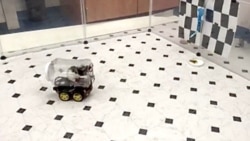 In their experiment, researchers from the University of Richmond placed treats inside containers where the rats had control over tiny vehicles to get to the food. (Reuters Video)