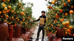 A farmer waters kumquat trees for sale ahead of the Vietnamese "Tet" (Lunar New Year festival), in a field in Hanoi, Vietnam