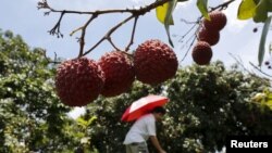 ARSIP - Seorang pria memetik lychee dari pohon untuk dibawa ke pesta bersama teman dan anggota keluarga di pinggiran Yulin, Daerah Otonomi Guangxi (foto: REUTERS/Kim Kyung-Hoon)