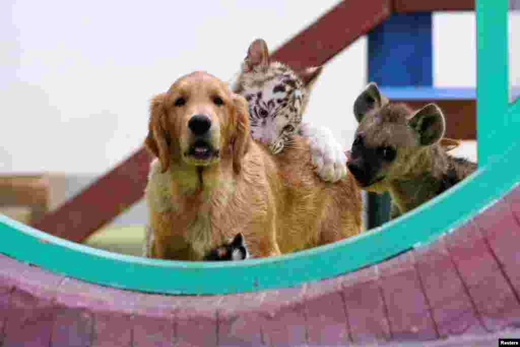 2018年8月30日，在北京郊区的野生动物园，一只被其母亲遗弃的两只月大的白虎，与一只金毛猎犬亲密相处，旁边是一只斑点鬣狗。