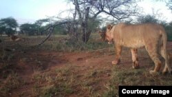 This photo was taken from one of 225 cameras positioned in Tanzania's Serengeti National Park. One of the largest and longest running camera-trap projects, Snapshot Serengeti has been running for more than 8 years. (Snapshot Serengeti)